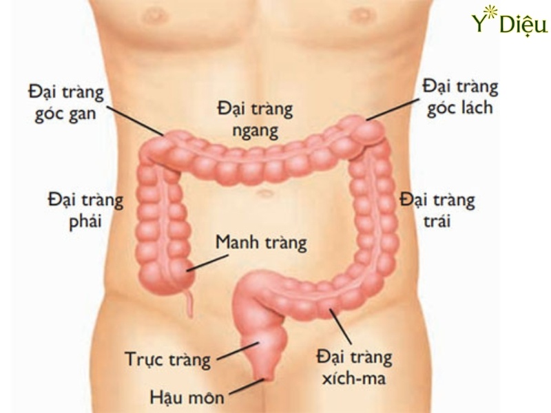 Nhuận Tràng Là Gì Và Tầm Quan Trọng Của Nhuận Tràng